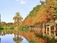月眉濕地公園-沿岸的300棵落羽松，形成壯麗如畫的景色