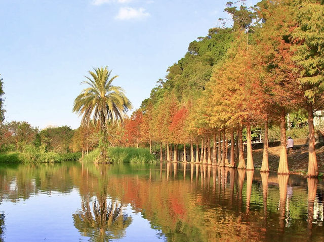 月眉濕地公園-沿岸的300棵落羽松，形成壯麗如畫的景色