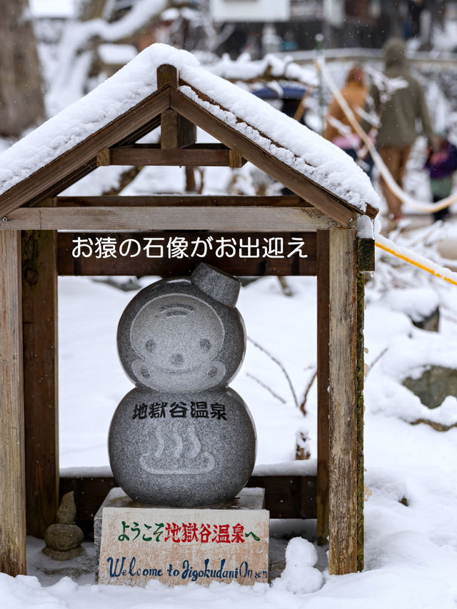 スノーモンキーに会いに行こう♪【地獄谷野猿公苑】