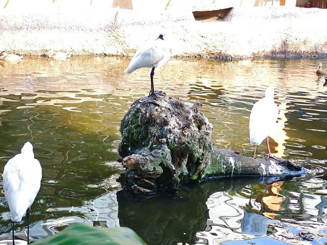 神戶動物王國
