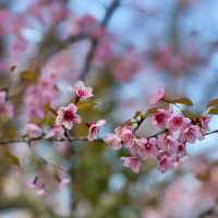 ซากุระบานเมืองไทยแล้วนะ