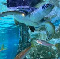 墨田水族館～暢游於水下奇幻世界