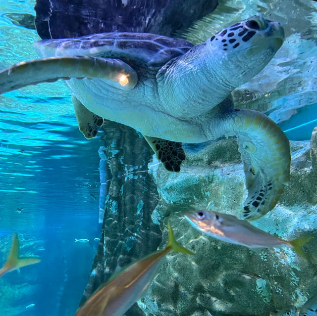 墨田水族館～暢游於水下奇幻世界