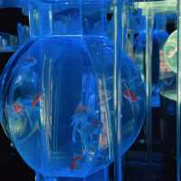 【銀座】季節によって変わる！金魚アート体験🐠