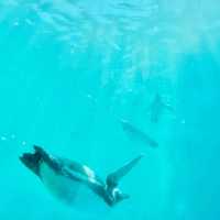 【上越水族館企鵝散步】