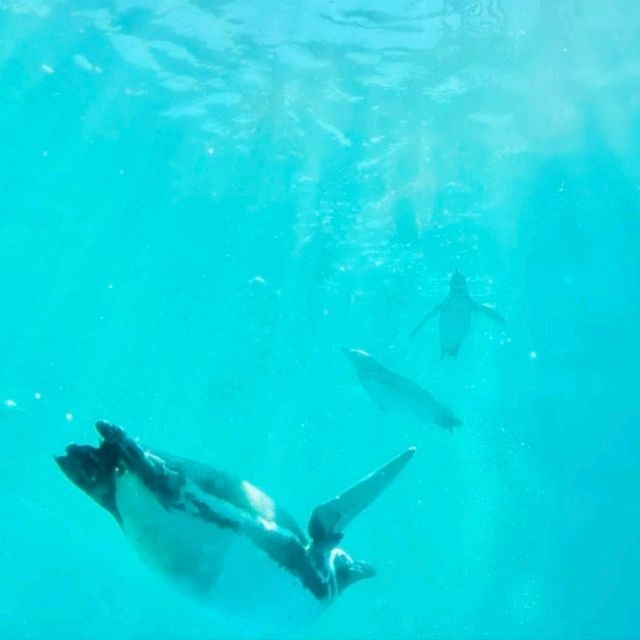 【上越水族館企鵝散步】