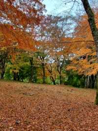 秋は深紅の絨毯が広がる森林公園