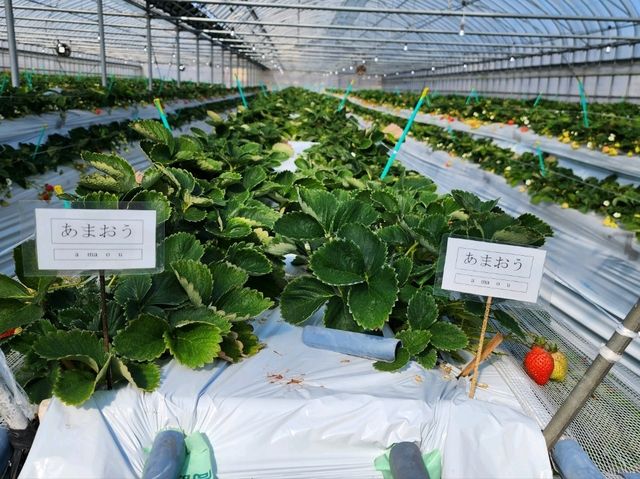 福岡！不用自駕，也能輕輕鬆鬆摘士多啤梨！