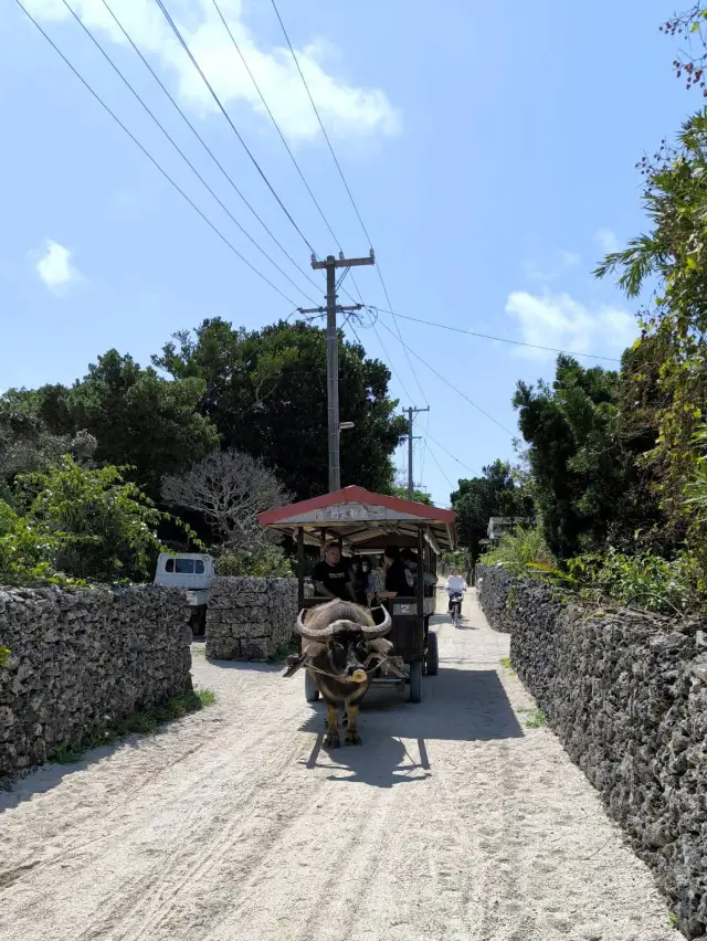 The transparency is amazing! Half-day trip to Taketomi Island.
