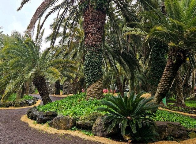 An enchanting palm forest in Jeju, Sangari Palm Forest