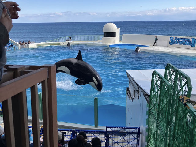シャチ見るならここ🤍【鴨川シーワールド】
