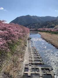 東京河津早櫻盛開的難忘之旅 🌸✨