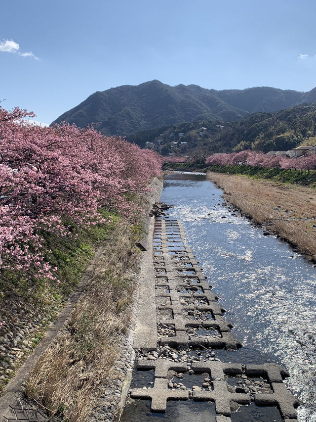東京河津早櫻盛開的難忘之旅 🌸✨