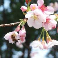 武漢植物園🥳粉紅盛宴 🌸
