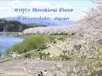 ซากุระบานริมสายน้ำ ที่ Hinokinai River, Kakunodate