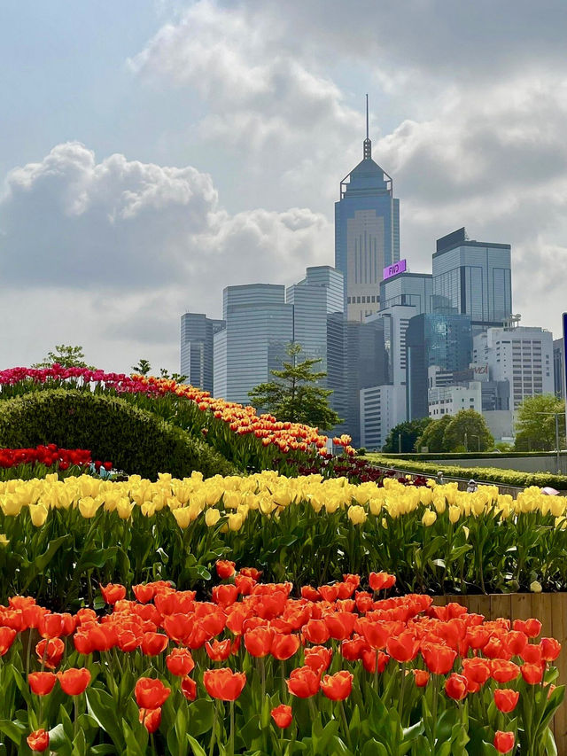 Tamar Park in Spring: A Vibrant Tapestry of Colors