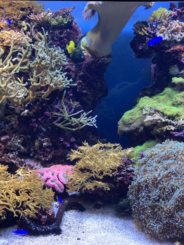 🌊 福岡博多海之中道：花園與海洋的奇幻之旅 🌸