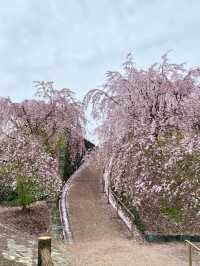 桜が有名なお花見スポット