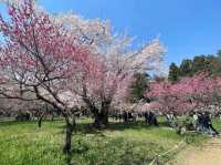 Maruyama Park