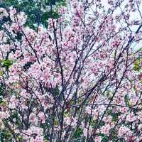 🌸 **大埔海濱公園櫻花觀賞分享** 🌸