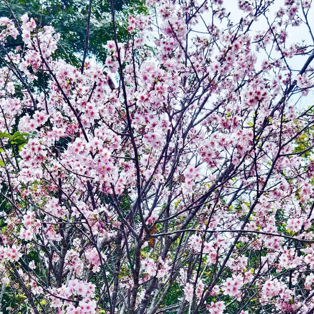 🌸 **大埔海濱公園櫻花觀賞分享** 🌸