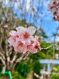 🌸 **香港城門谷公園櫻花觀賞遊覽分享** 🌸