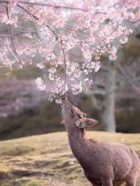 Chasing Sakura at Nara Deer Park