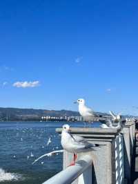 Take a scenic walk along the Erhai Lake