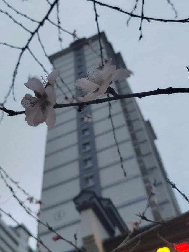 Cherry Blossom 🌸 trip to Yulin