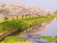 Chasing Sakura at Kusaba River at Daytime