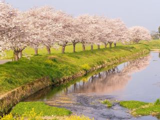 Chasing Sakura at Kusaba River at Daytime