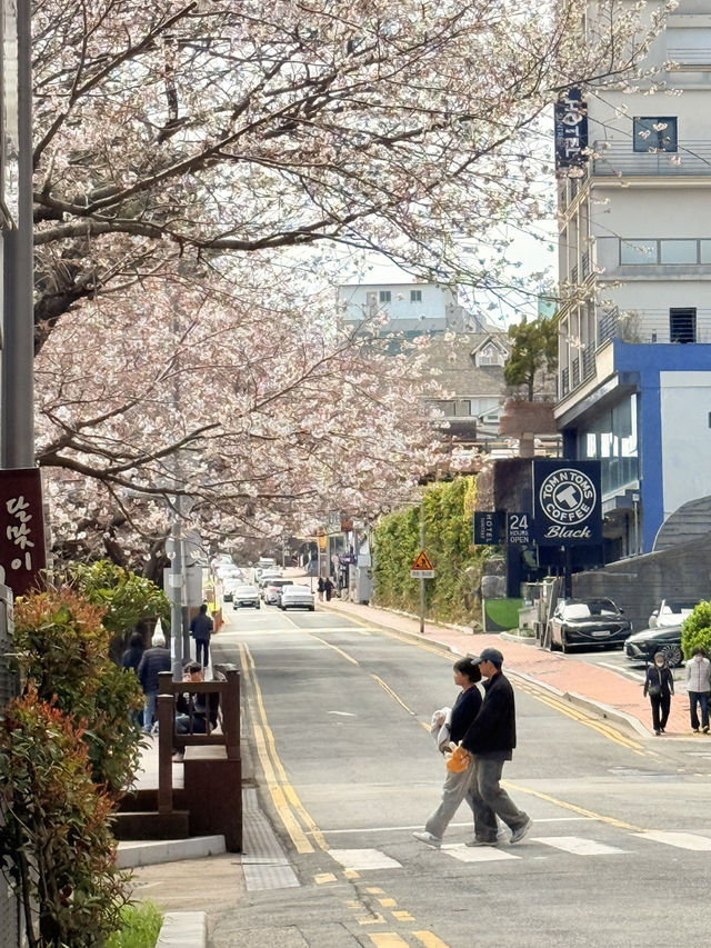 釜山｜迎月路粉色浪漫散步道 臥牛山的浪漫故事