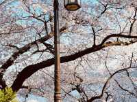 A Scenic Spring Walk in Gyeongpodae pavilion
