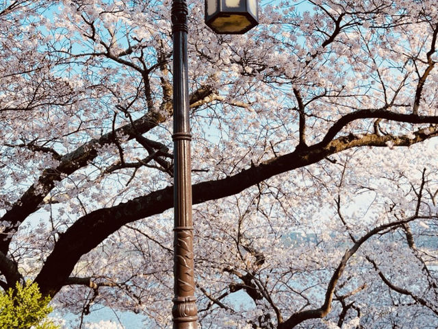 A Scenic Spring Walk in Gyeongpodae pavilion
