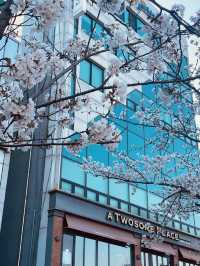 Pink Petal Paradise: Discovering Spring at Mokcheok Park