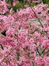 Alisan welcomed cherry blossom!