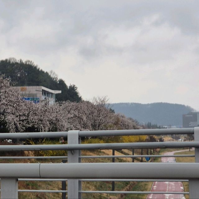 벚꽃 보러 가기 좋은 대전 야외데이트 장소 추천