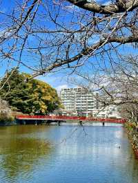 Early Spring at Odawara Castle🌸