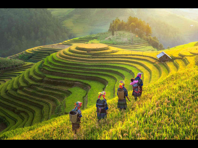 Terraced Rice Fields in Mu Cang Chai