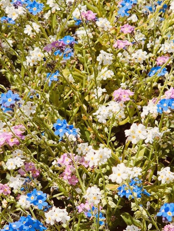 Maeheon's Sprin: A Green Sanctuary in the City 
