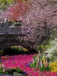 *Shangfangshan National Forest Park– Suzhou’s Wildflower Paradise