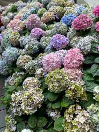 สวนดอกไม้เมืองหนาวระยอง