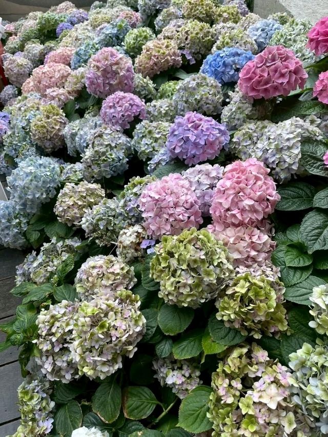 สวนดอกไม้เมืองหนาวระยอง