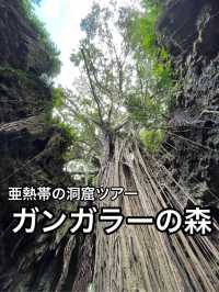 【沖縄】めちゃおすすめ！亜熱帯雨林と洞窟のガイドツアー・ガンガラーの森