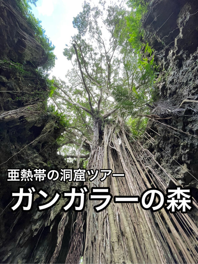 【沖縄】めちゃおすすめ！亜熱帯雨林と洞窟のガイドツアー・ガンガラーの森