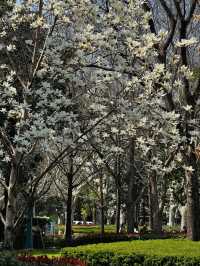 Xujiahui Park– Shanghai’s Urban Oasis with a Musical Twist