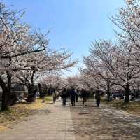 大阪城賞櫻，西之丸庭園與天狩閣的櫻花絕景