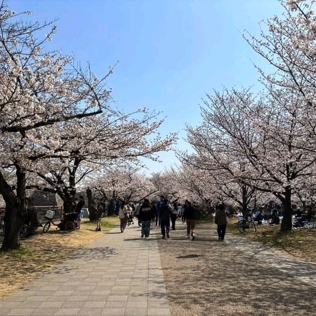 大阪城賞櫻，西之丸庭園與天狩閣的櫻花絕景