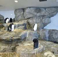 Ocean Odyssey: Exploring Osaka Aquarium Kaiyukan 🇯🇵
