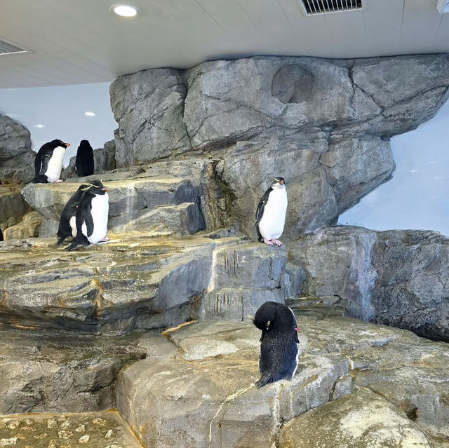 Ocean Odyssey: Exploring Osaka Aquarium Kaiyukan 🇯🇵